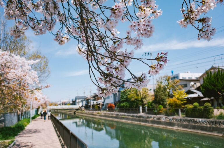 Cherry blossoms line a canal in a japanese town