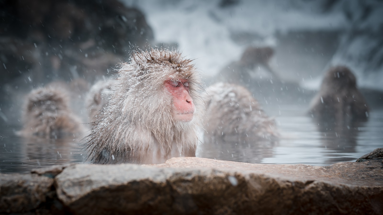 ：snow monkey park jigokudani macaque hot spring