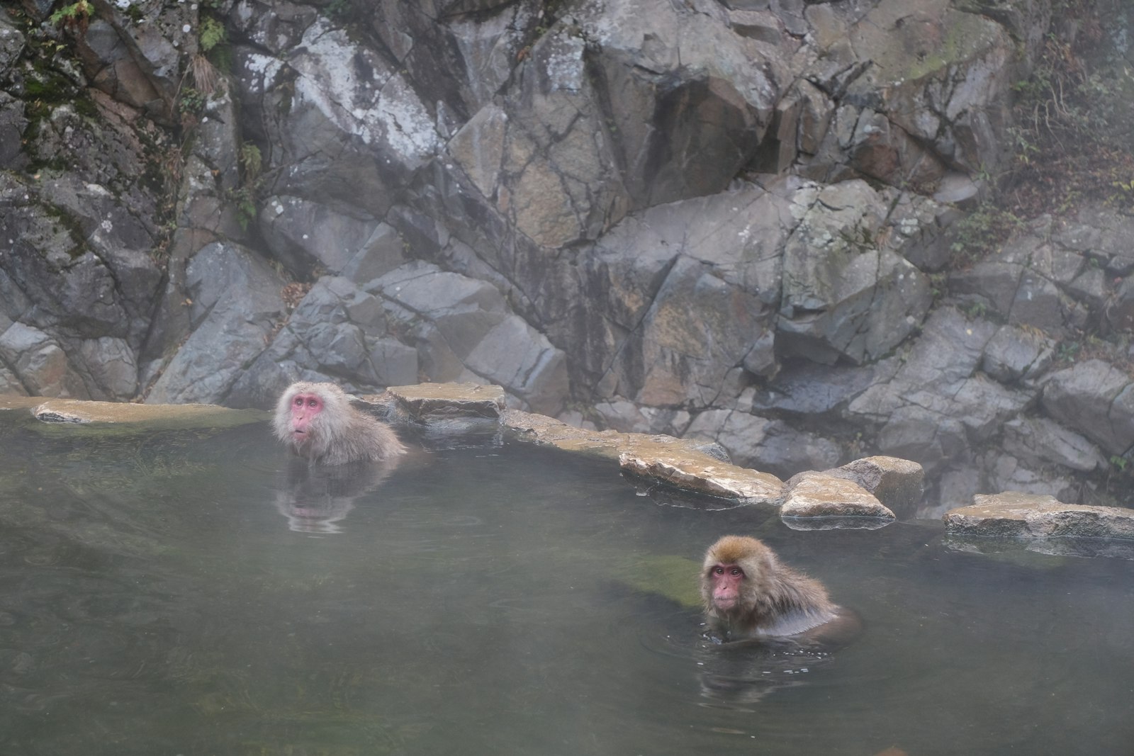 Macaques in the Hot Spring — Japan travel