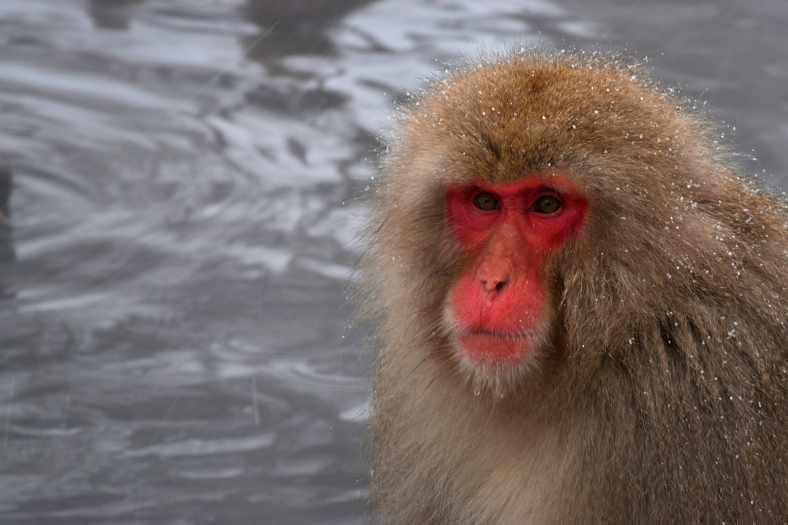 Nearby Yudanaka and Shibu Onsen — Japan travel