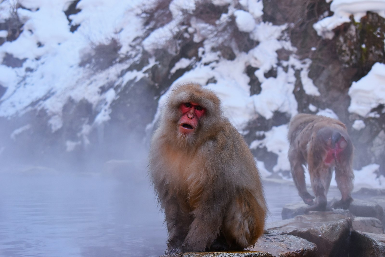 Monkeys sitting in hot springs during winter