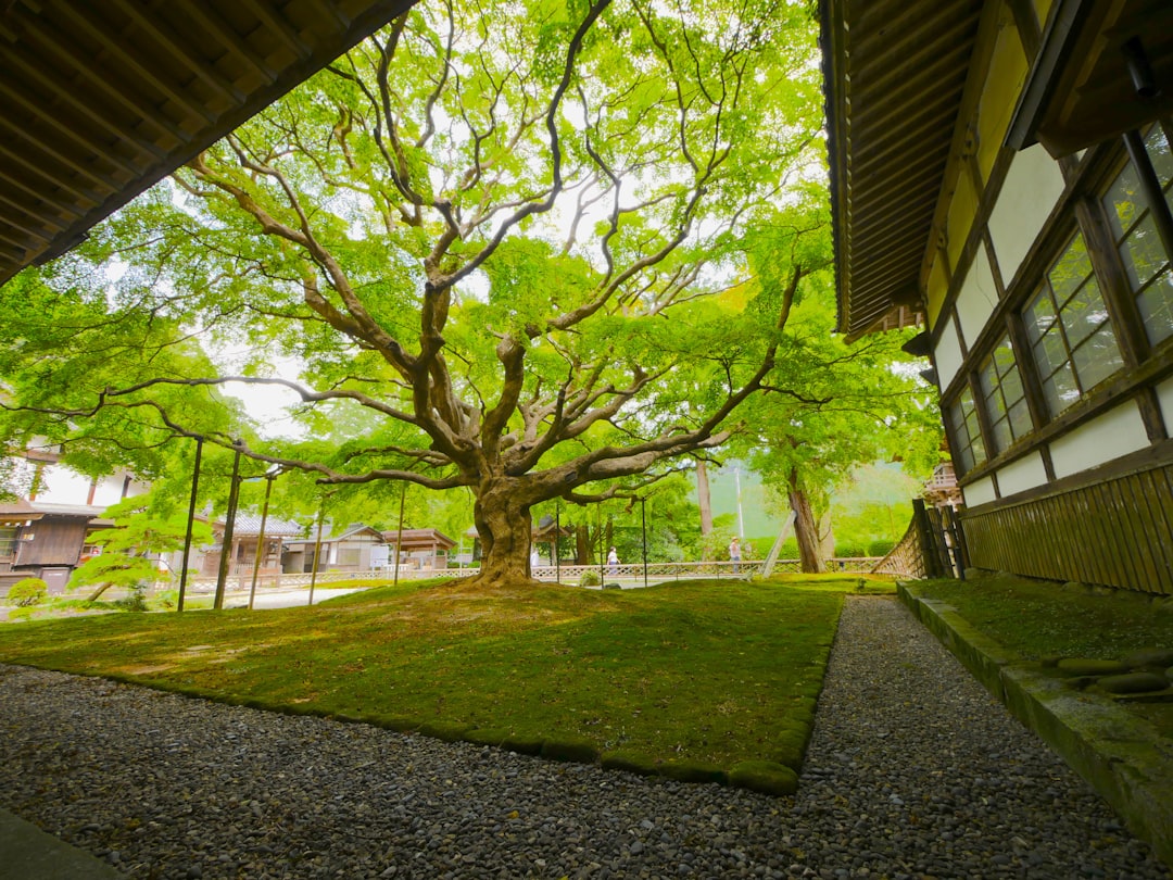 ：open lawns and trees in yoyogi park in shibuya tokyo