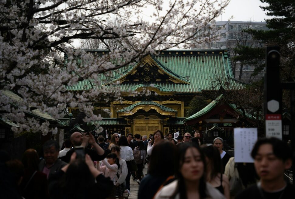 ：plum blossoms at a shrine in tokyo in february