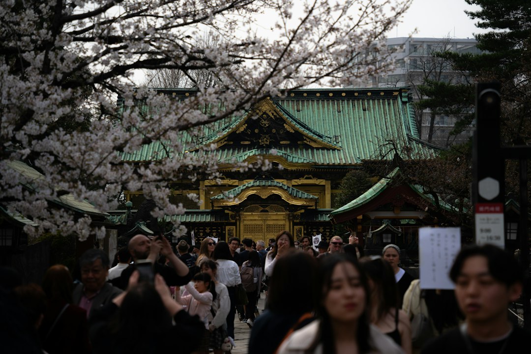 :plum blossoms at a shrine in tokyo in february