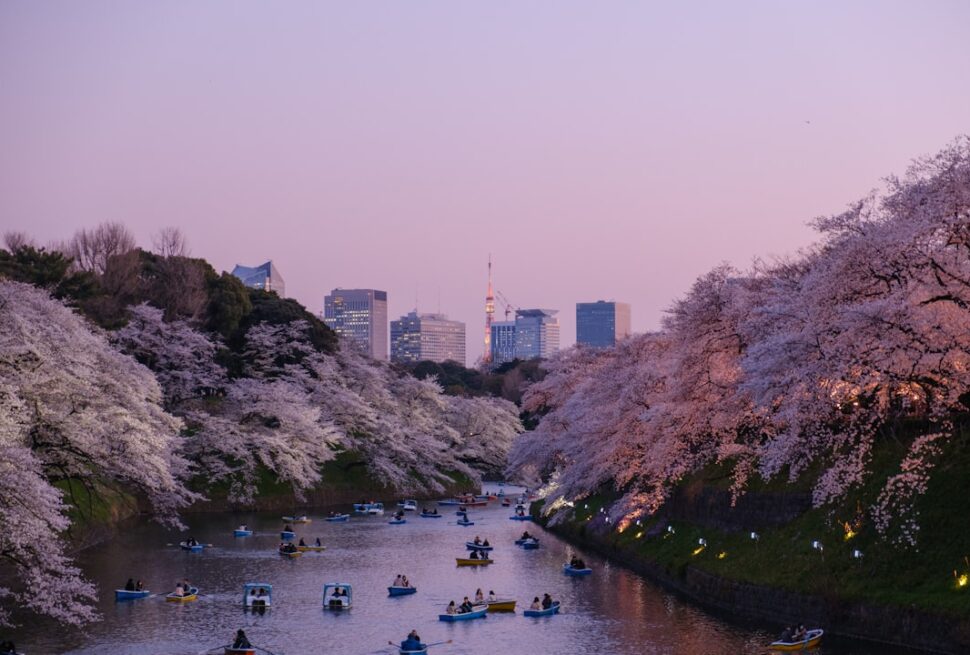 ：cherry blossoms along a tokyo canal during the spring season
