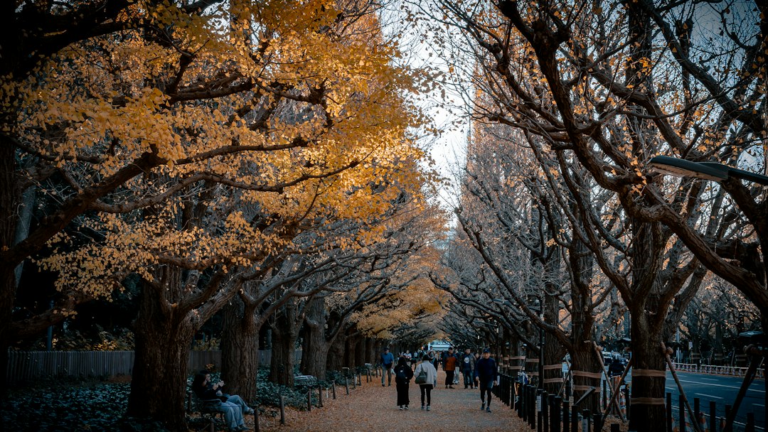 ：yellow ginkgo leaves in yoyogi park tokyo in late autumn