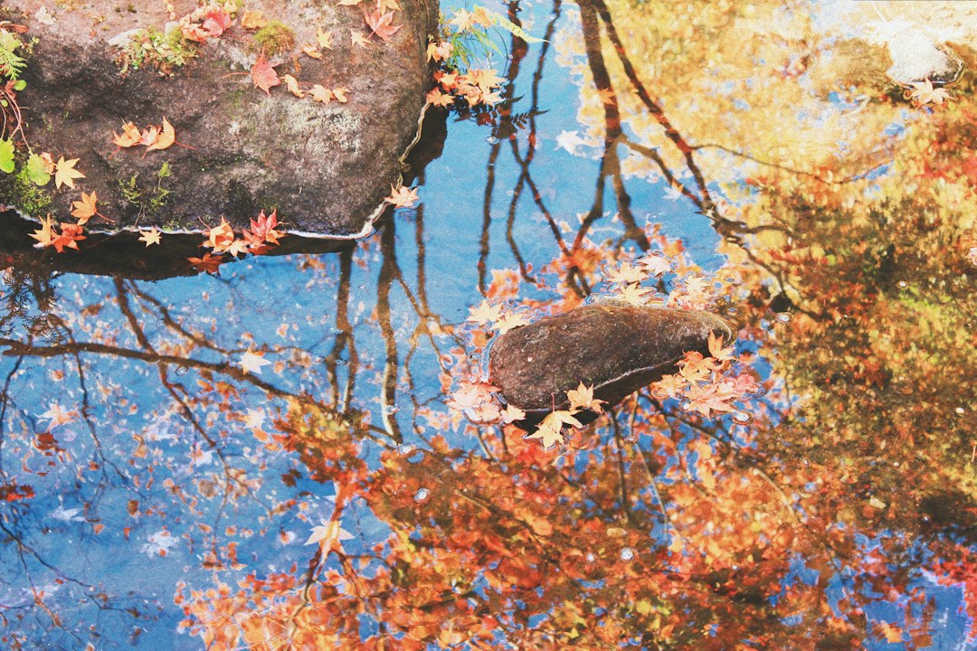 :autumn maples at a tokyo japanese garden in november