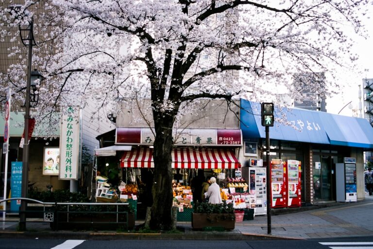 ：zelkova trees lining omotesando avenue in tokyo