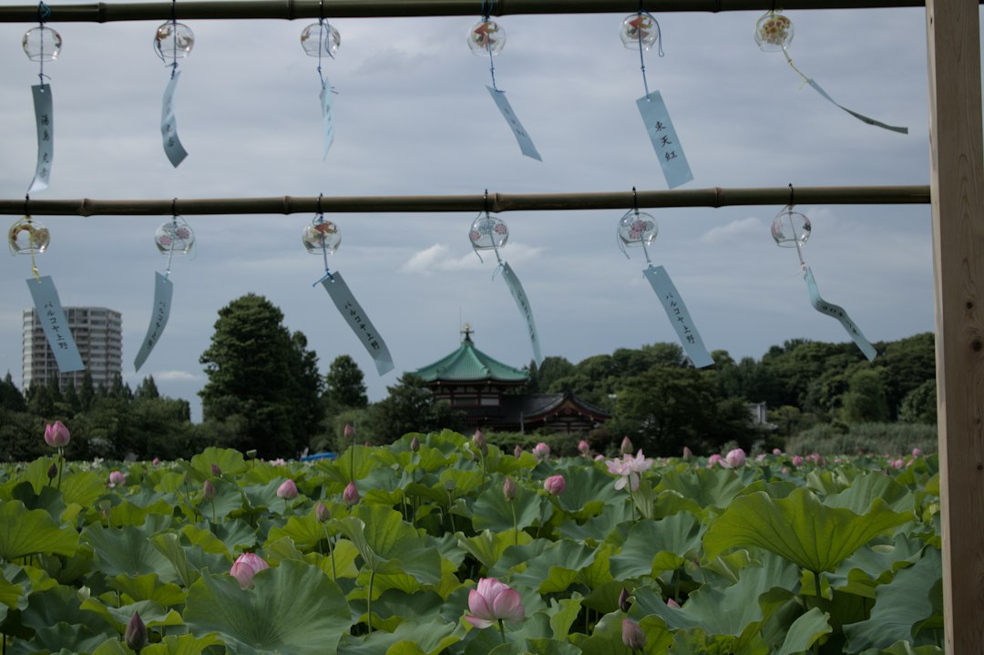 :lotus flowers on shinobazu pond in ueno park with bentendo hall