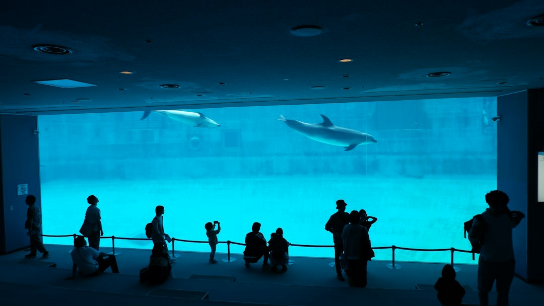 :whale shark in the kuroshio sea tank at churaumi aquarium okinawa