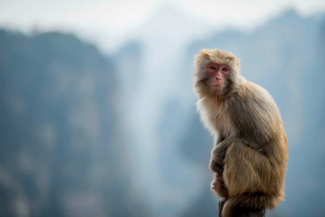 :snow monkeys bathing in a hot spring near tokyo in january