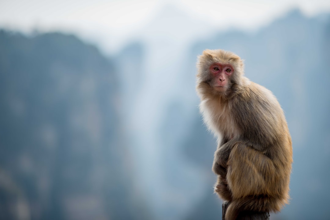 ：snow monkey in a hot spring at jigokudani near nagano