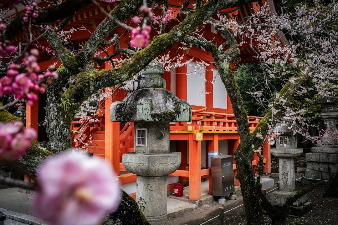 :plum blossoms at kitano tenmangu shrine in late kyoto winter