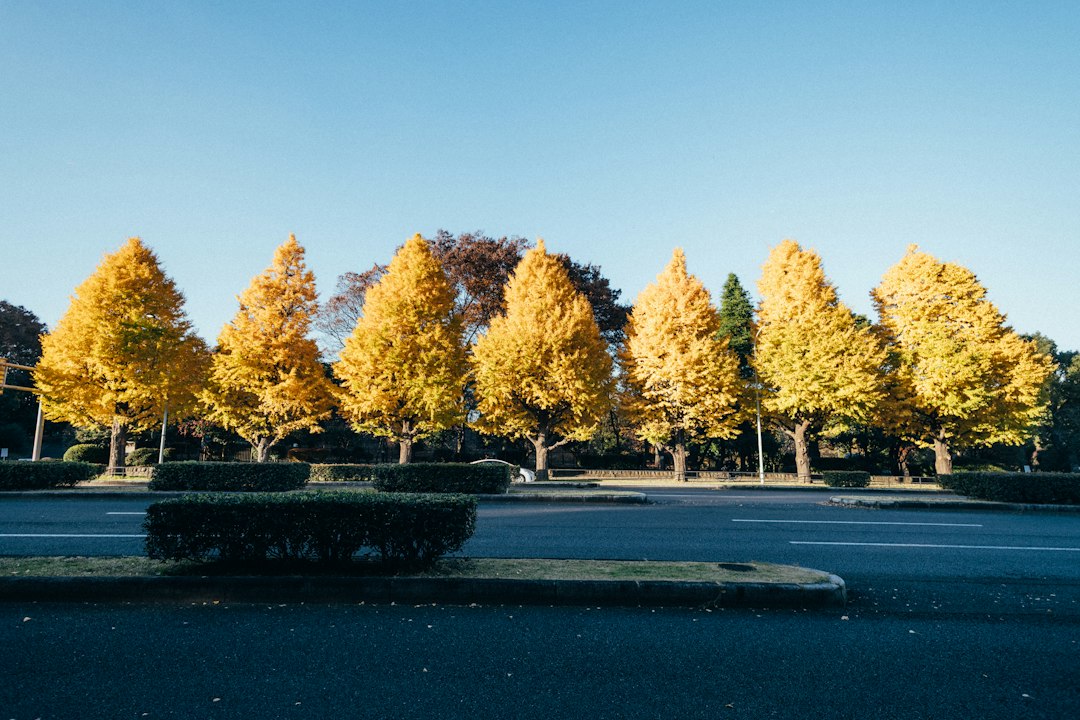 :ginkgo avenue in tokyo in november