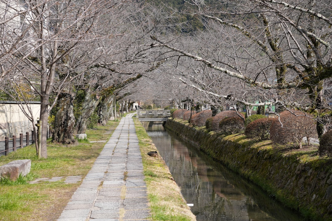 :philosophers path canal leading towards ginkakuji temple in kyoto