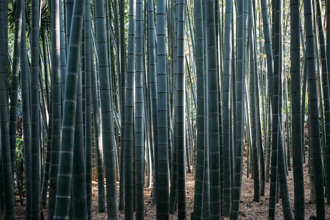 :bamboo grove at hokoku-ji temple in kamakura