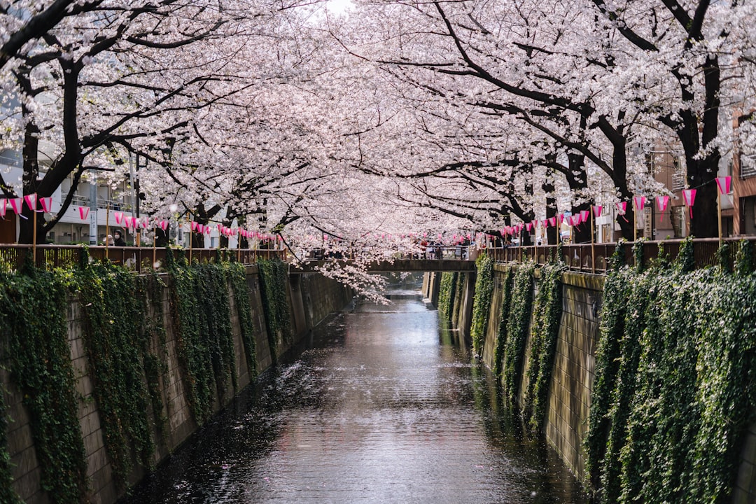:plum grove in full bloom at kairakuen garden in february